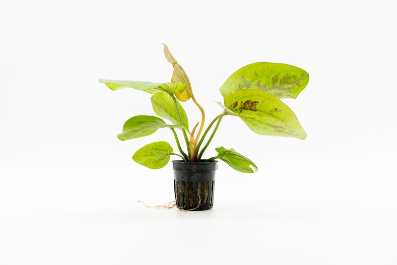 Healthy Echinodorus Chocolate Marble aquatic plant from CPA with broad green and chocolate-colored leaves on a planted aquarium background.