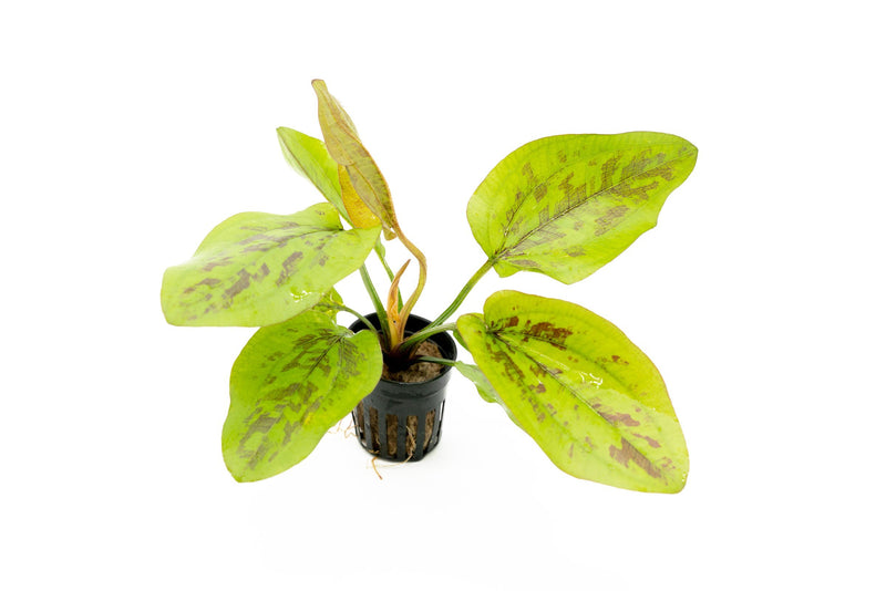 Healthy Echinodorus Chocolate Marble aquatic plant from CPA with broad green and chocolate-brown leaves, ideal for freshwater aquariums.