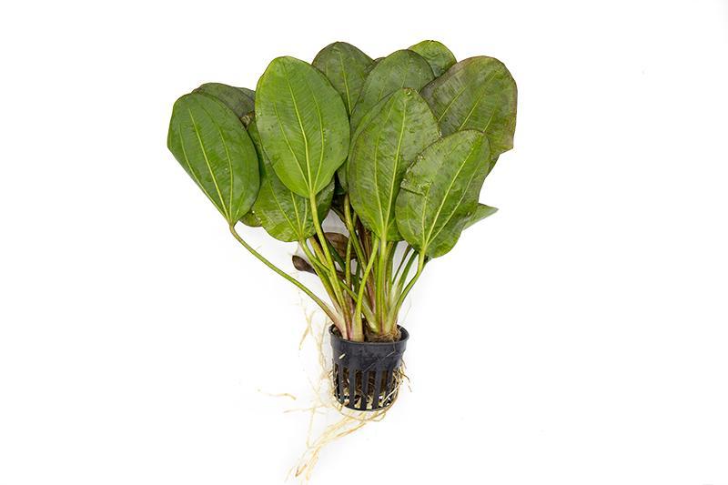 Healthy Echinodorus Fancy Twist aquatic plant from ACW with vibrant green, curly leaves suitable for freshwater aquariums.
