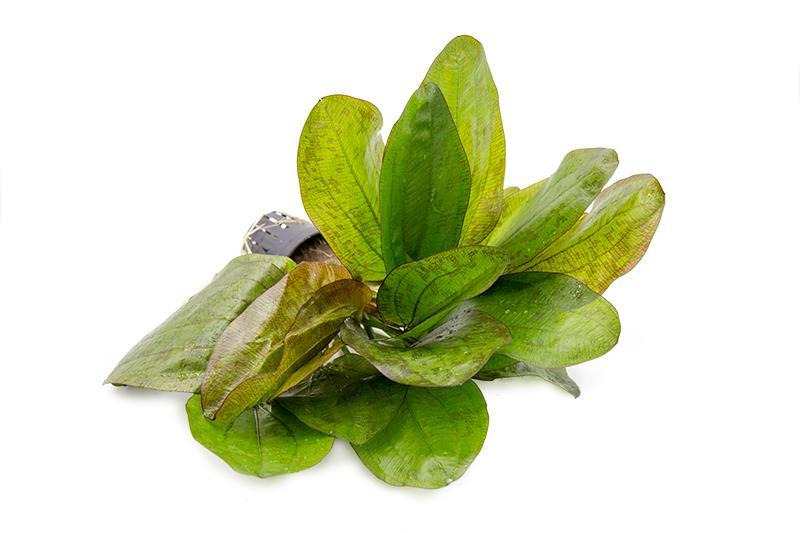 Healthy Echinodorus Fancy Twist aquatic plant by ACW with lush green, curly leaves suitable for freshwater aquariums.