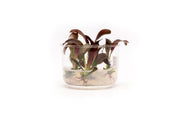 Echinodorus Fancy Twist UNS Tissue Culture Aquatic Plant - Buce Plant