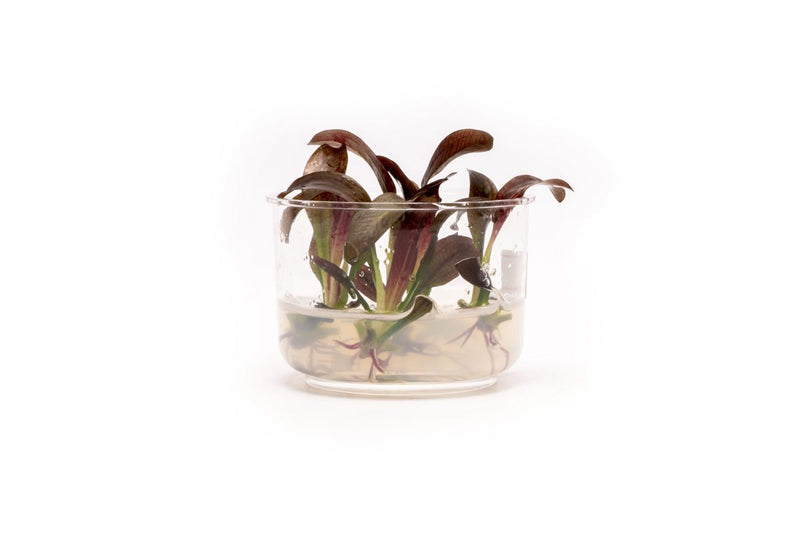 Echinodorus Fancy Twist UNS Tissue Culture Aquatic Plant - Buce Plant
