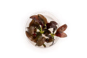 Echinodorus Fancy Twist UNS Tissue Culture Aquatic Plant - Buce Plant