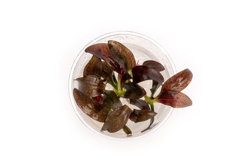 Echinodorus Fancy Twist UNS Tissue Culture Aquatic Plant - Buce Plant