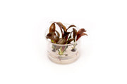Echinodorus Fancy Twist UNS Tissue Culture Aquatic Plant - Buce Plant