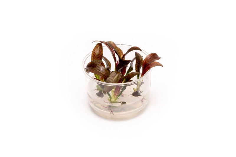 Echinodorus Fancy Twist UNS Tissue Culture Aquatic Plant - Buce Plant