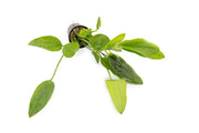 Healthy Echinodorus Grandifolius aquatic plant by ACW with broad green leaves for freshwater aquariums.
