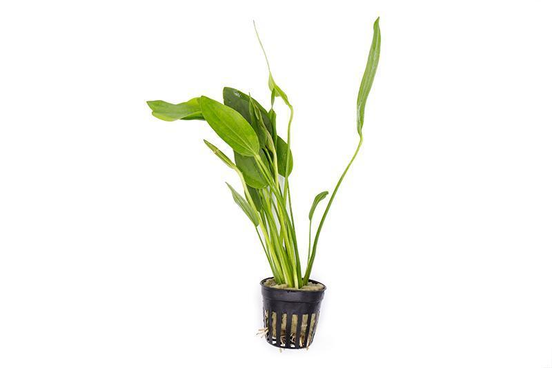 Healthy Echinodorus Grandifolius aquatic plant from ACW with broad green leaves, ideal for freshwater aquarium decoration.