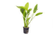 Healthy Echinodorus Grandifolius aquatic plant from ACW with broad green leaves, suitable for freshwater aquariums.