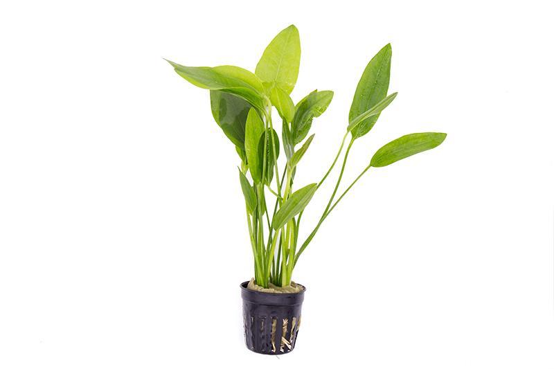 Healthy Echinodorus Grandifolius aquatic plant from ACW with broad green leaves, suitable for freshwater aquariums.