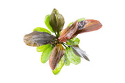 Red Pearl Echinodorus Hadi aquatic plant from ACW with broad green and red leaves for freshwater aquariums.