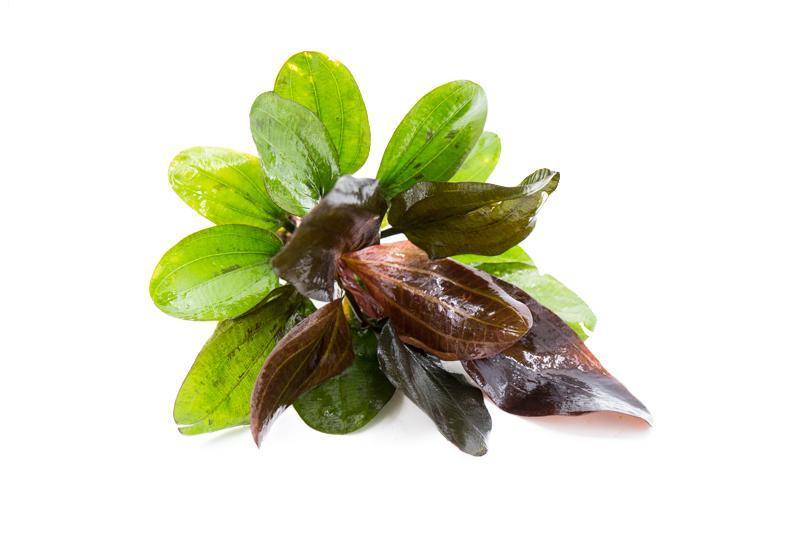 Red Pearl Echinodorus Hadi aquatic plant from ACW with vibrant red leaves for freshwater aquariums.