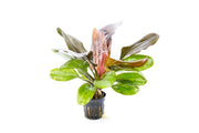 Aquatic plant Echinodorus Hadi Red Pearl with vibrant red leaves, grown by ACW, suitable for freshwater aquariums.