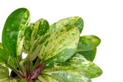 Echinodorus Hadi Red Pearl Variegated Aquatic Plant - Buce Plant
