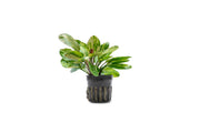 Echinodorus Hadi Red Pearl Variegated Aquatic Plant - Buce Plant