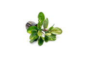 Echinodorus Hadi Red Pearl Variegated Aquatic Plant - Buce Plant