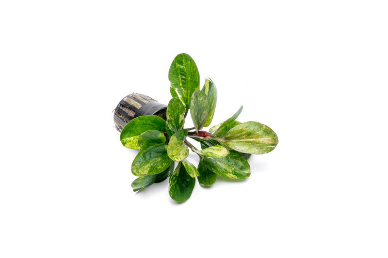 Echinodorus Hadi Red Pearl Variegated Aquatic Plant - Buce Plant