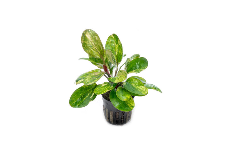 Echinodorus Hadi Red Pearl Variegated Aquatic Plant - Buce Plant
