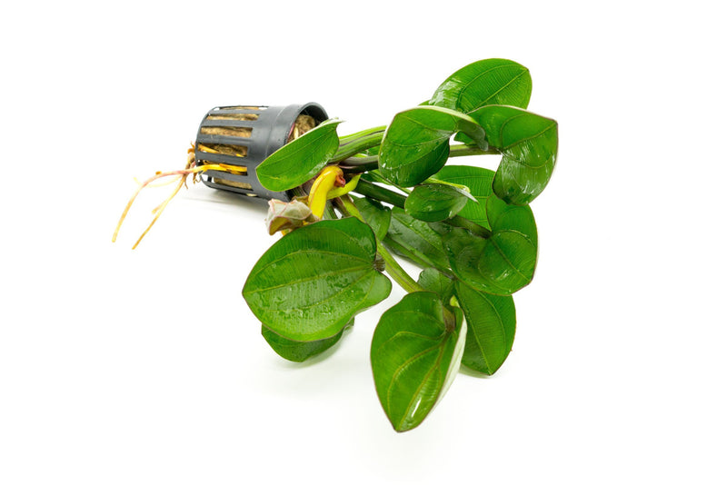 Healthy Echinodorus Harbich aquatic plant from CPA with broad green leaves suitable for freshwater aquariums.