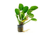 Healthy Echinodorus Harbich aquatic plant from CPA with broad green leaves, ideal for freshwater aquariums.