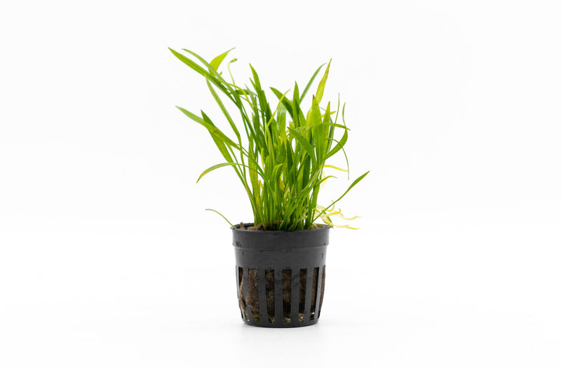 Healthy Echinodorus Helanthium Tenellus aquatic plant from CPA, showcasing vibrant green leaves suitable for freshwater aquariums.