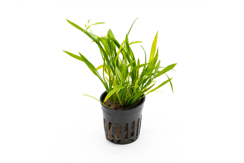 Healthy Echinodorus Helanthium Tenellus aquatic plant by CPA with bright green, small-leafed stems suitable for freshwater aquariums.