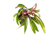 Red Echinodorus Horemanii aquatic plant from ACW with elongated red and green leaves, ideal for freshwater aquariums.