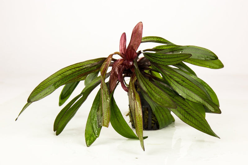 Red Echinodorus Horemanii aquatic plant from ACW, showcasing vibrant sword-shaped leaves perfect for freshwater aquariums.