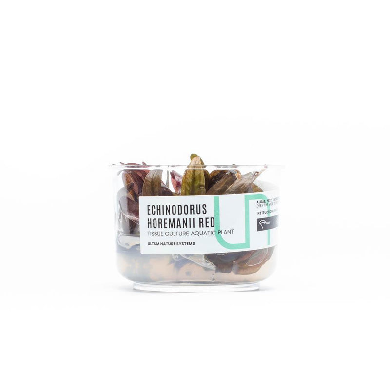 Echinodorus Horemanii Red Tissue Culture Aquatic Plant - Buce Plant