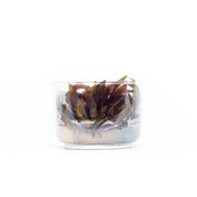 Echinodorus Horemanii Red Tissue Culture Aquatic Plant - Buce Plant
