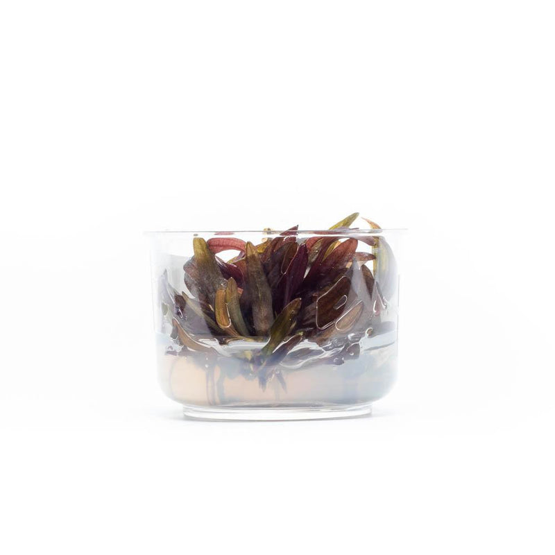 Echinodorus Horemanii Red Tissue Culture Aquatic Plant - Buce Plant