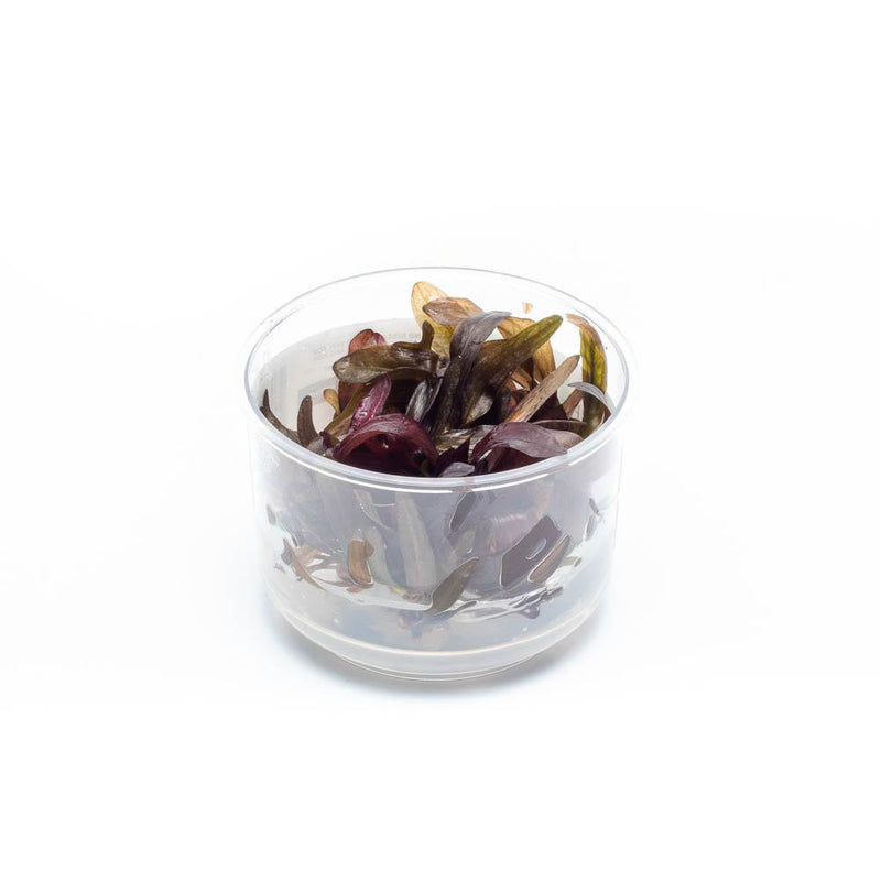 Echinodorus Horemanii Red Tissue Culture Aquatic Plant - Buce Plant