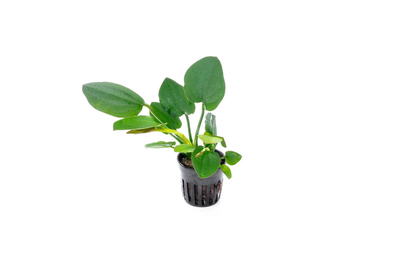 Healthy Echinodorus Horizontalis aquatic plant by CPA with broad green leaves suitable for freshwater aquariums.