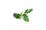 Healthy Echinodorus Horizontalis aquatic plant from CPA with broad green leaves suitable for freshwater aquariums.
