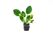 Healthy Echinodorus Horizontalis aquatic plant from CPA with broad green leaves for freshwater aquariums.