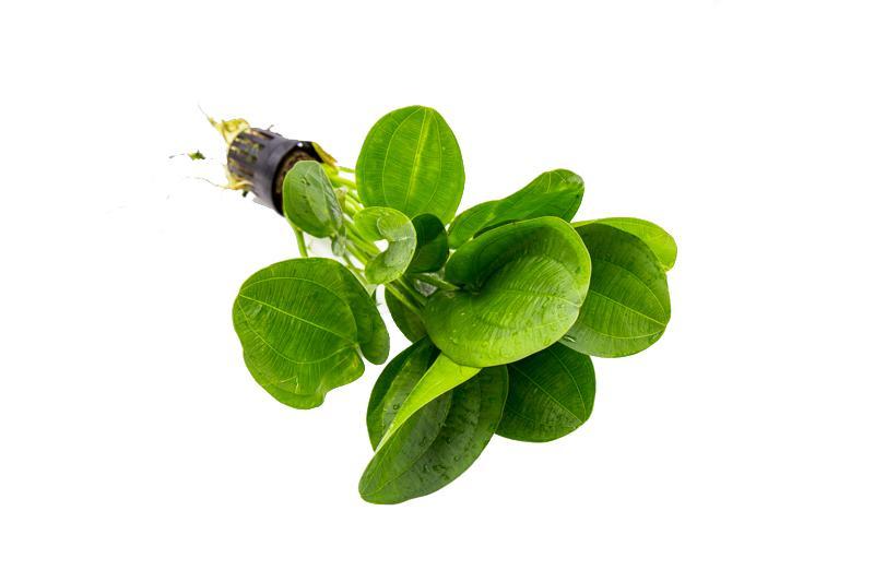 Healthy Echinodorus Horizontalis Mini aquatic plant from ACW, showing lush green leaves ideal for freshwater aquariums.