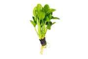Healthy Echinodorus Horizontalis Mini aquatic plant from ACW, with lush green leaves suitable for freshwater aquariums.