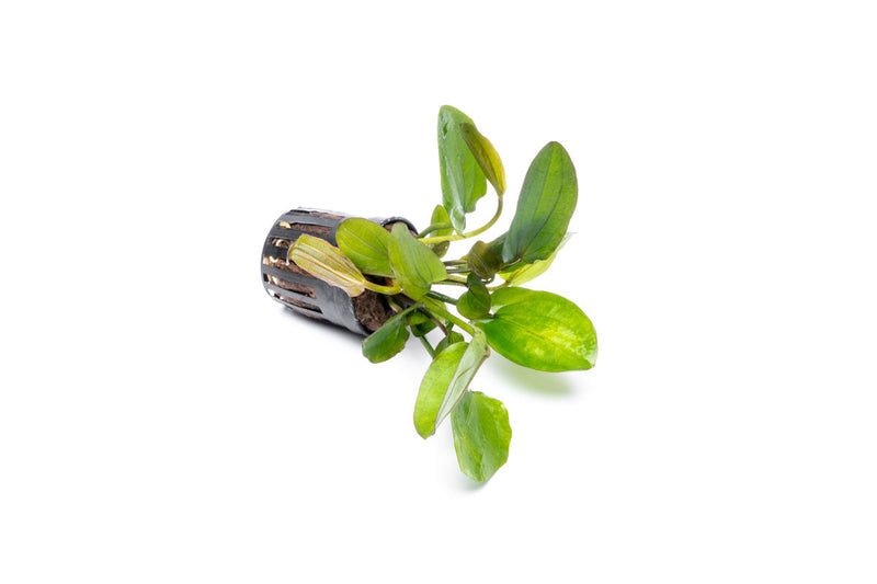 Variegated Echinodorus Horizontalis aquatic plant by CPA with green and white variegated leaves, suitable for freshwater aquariums.
