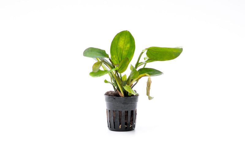 Variegated Echinodorus Horizontalis aquatic plant by CPA, showing green and white variegated leaves suitable for freshwater aquariums.