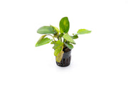 Variegated Echinodorus Horizontalis aquatic plant in a CPA brand aquarium, showcasing green and yellow variegated leaves.