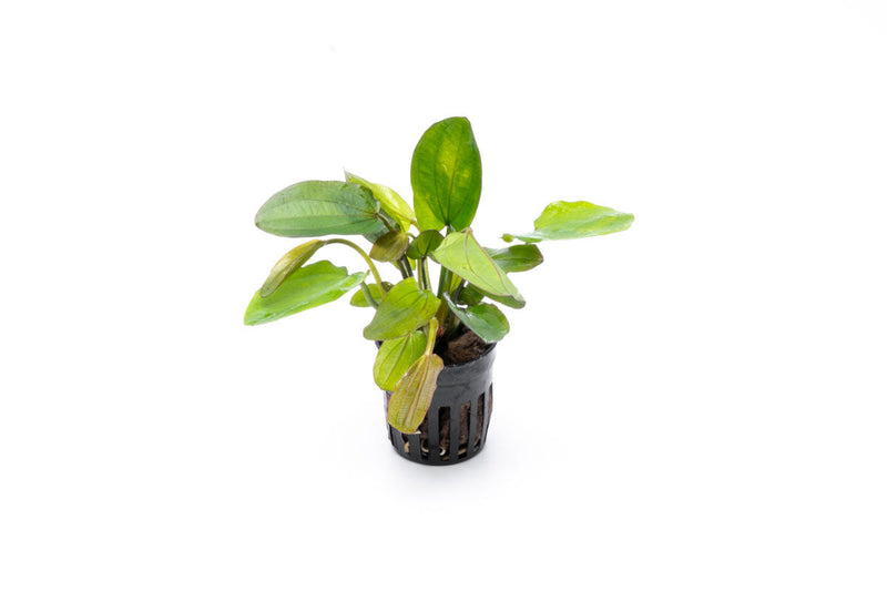 Variegated Echinodorus Horizontalis aquatic plant in a CPA brand aquarium, showcasing green and yellow variegated leaves.