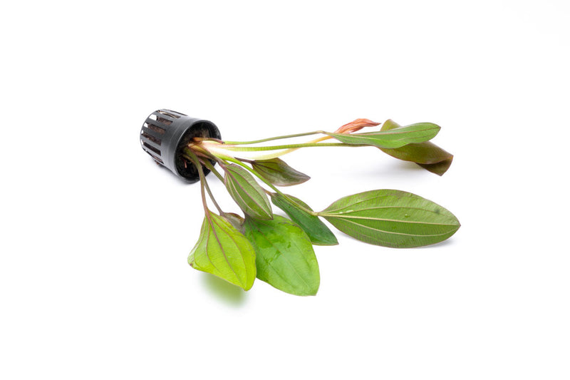 Healthy Echinodorus Impai aquatic plant from CPA with broad green leaves, ideal for freshwater aquariums.
