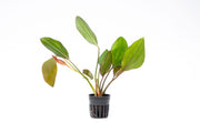 Healthy Echinodorus Impai aquatic plant by CPA with broad green leaves, ideal for freshwater aquariums.