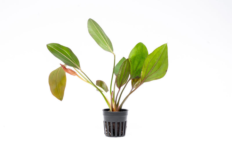 Healthy Echinodorus Impai aquatic plant by CPA with broad green leaves, ideal for freshwater aquariums.