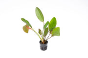Healthy Echinodorus Impai aquatic plant from CPA with broad green leaves, ideal for freshwater aquariums.