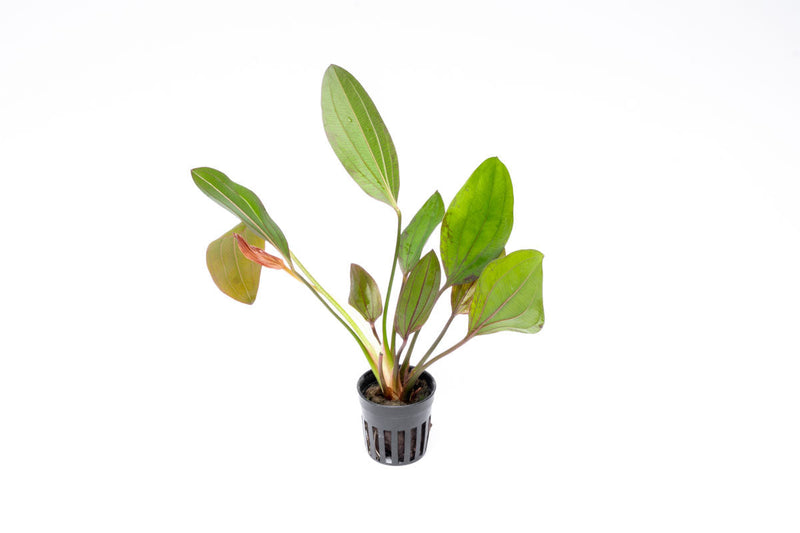 Healthy Echinodorus Impai aquatic plant from CPA with broad green leaves, ideal for freshwater aquariums.