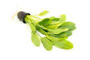 Healthy Echinodorus Jaguar aquatic plant from CPA with broad green leaves, ideal for freshwater aquariums.