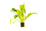 Healthy Echinodorus Jaguar aquatic plant from CPA with broad green leaves, ideal for freshwater aquariums.