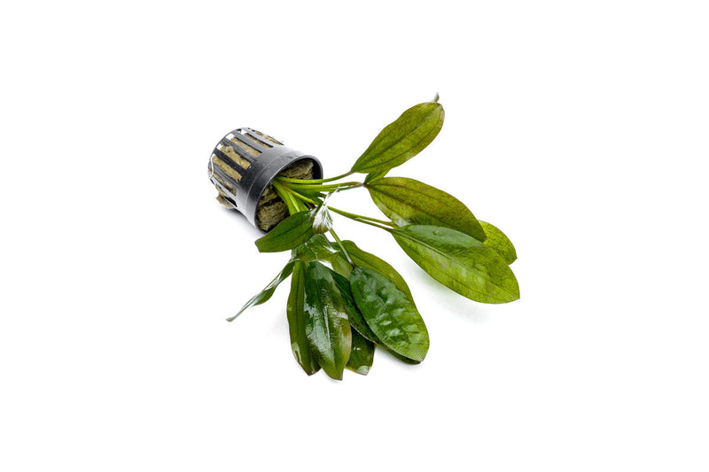 Healthy Echinodorus Leopard aquatic plant from ACW with variegated green and yellow leaves for freshwater aquariums.