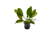 Aquatic plant Echinodorus Leopard by ACW with broad green leaves featuring dark spots, suitable for freshwater aquariums.